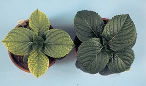 کمبود اهن در گیاه