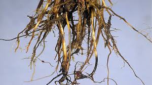 بیماری قارچ ریشه کلزا