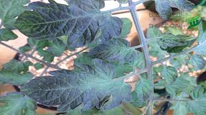 علت ارغوانی شدن برگ گوجه