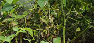 راهکار مقابله با باد زدگی