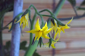 کوددهی گوجه فرنگی در مرحله نشاء