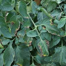 بیماری شانکر گوجه