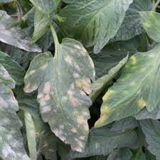 سفیدک داخلی گوجه