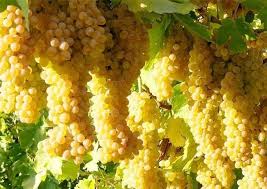 کاربرد فسفر در کشت انگور