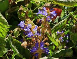 مبازه علف هرز گوجه