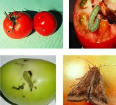 مشکلات و بیماری‌های گیاه گوجه فرنگی را بشناسید