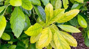 نقش اهن در گیاه