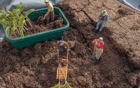 آماده سازی خاک در جهت تقویت بوته گوجه فرنگی