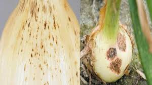 انتراکنوز پیاز