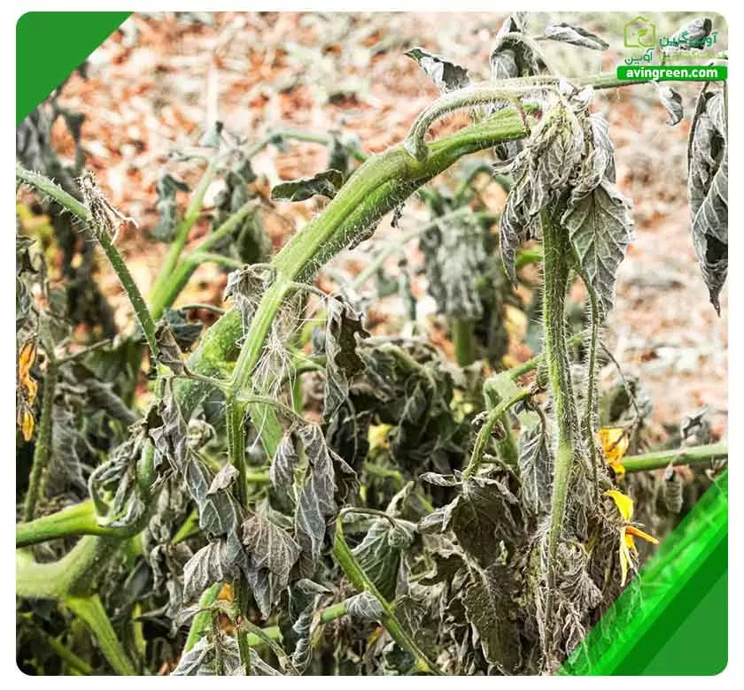 پوسیدگی ریشه گوجه فرنگی