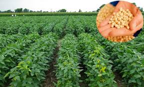 افات مهم سویا