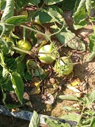 مبارزه با قارچ گوجه