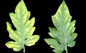 عنصر فصفر در گوجه