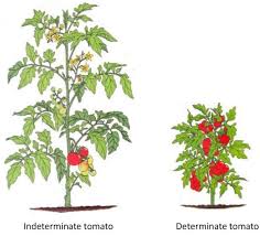 راهکار با تنش گوجه فرنگی