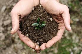 کاربرد بور در خاک