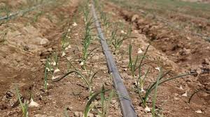 زمان کشت پیاز