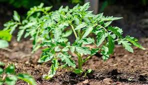 نحوه کود ده دهی گوجه