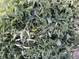 کاهش اندازه برگ گوجه