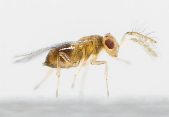 زنبور تریکوگراما