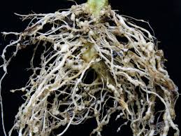 جلوگیری از بیماری نماتد گوجه