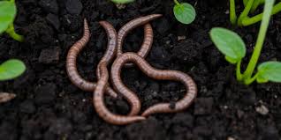 فواید کرم خاکی به گیاه