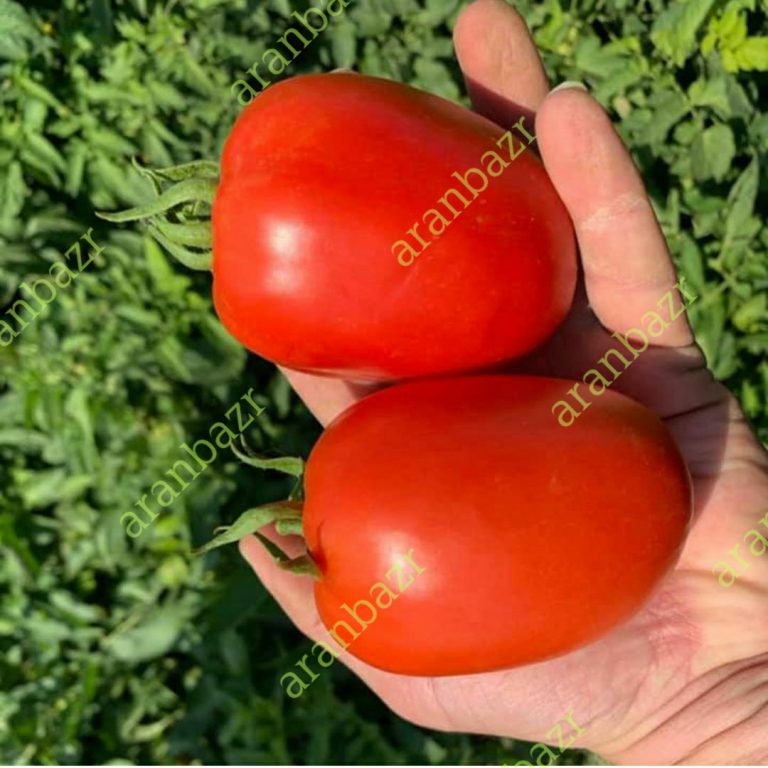 بذر گوجه فرنگی کرال