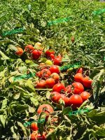 بذر گوجه فرنگی رنجر