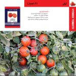 بذر هیبرید گوجه فرنگی لیان