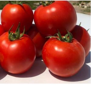 بذر هیبرید گوجه فرنگی لیان