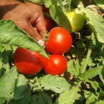 بذر هیبرید گوجه فرنگی لیان