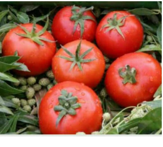 بذر هیبرید گوجه فرنگی تایفون