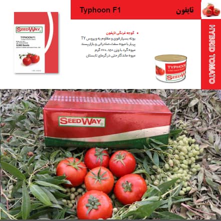 بذر هیبرید گوجه فرنگی تایفون