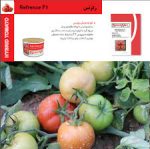 بذر هیبرید گوجه فرنگی رفرنس