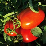 بذر گوجه پارس