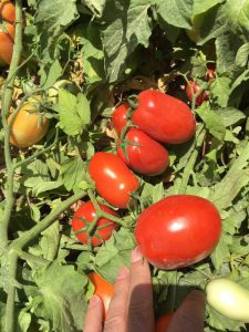 بذر گوجه پارس