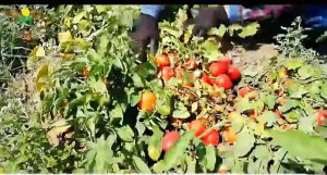 بذر گوجه پارس