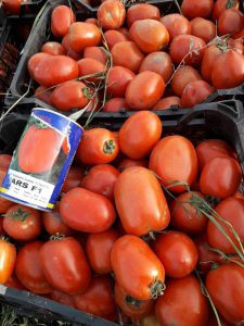 بذر گوجه پارس