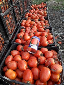 بذر گوجه پارس