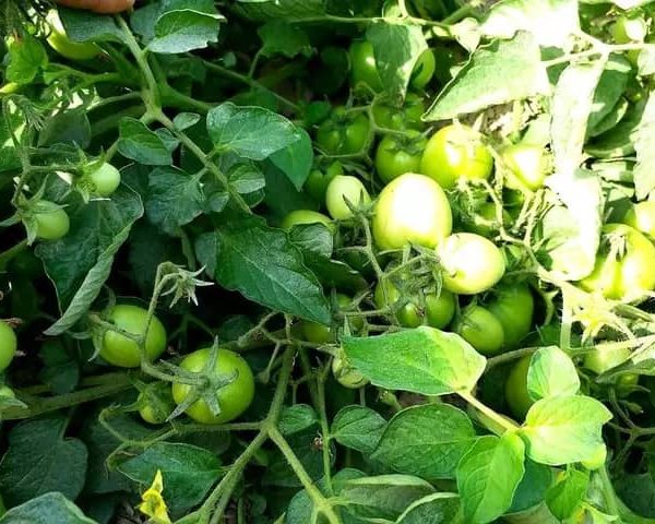 بذر گوجه سما