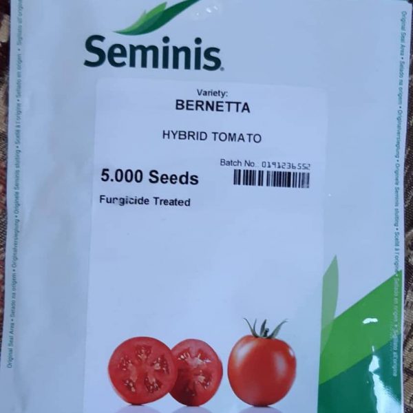 بذر گوجه  فضای باز برنتا