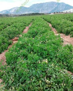 بذر گوجه فرنگی ۰۴۰۶