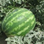 بذر هندوانه کریمسون سوئیت (خطی) یونی ژن