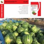 بذر هندوانه شاهنشاه پربار