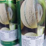 بذر طالبی سمسوری زودرس