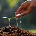 تفاوت بین بذر استاندارد و بذر هیبرید