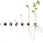 گرده افشانی گیاهان