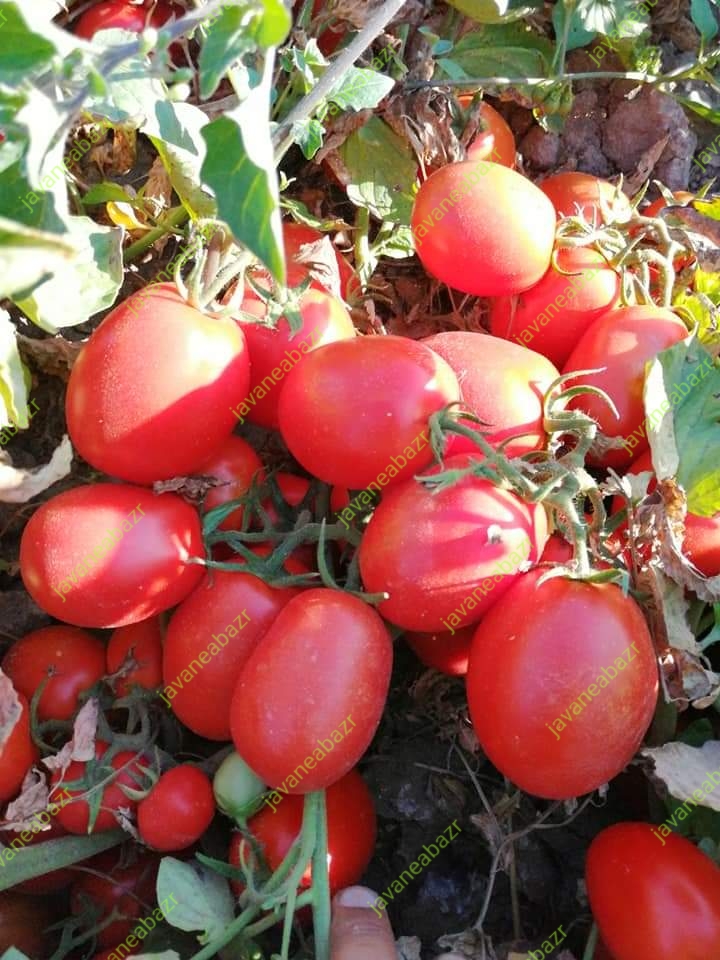 بذر گوجه پربار و زودرس هیبریدی