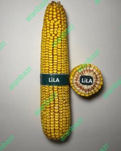 بذر ذرت لیلا زودرس و پربار