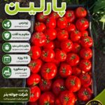 آبیاری دقیق گوجه فرنگی