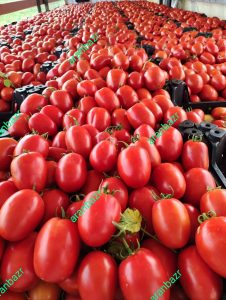 خرید و استعلام قیمت بذر گوجه الا